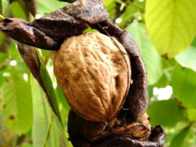 Breeding Better Walnut Rootstocks That Could Withstand Crown Gall