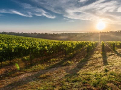 Sonoma County Winegrowers Committed to Sustainability