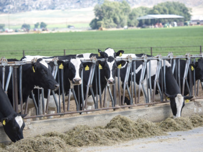 California Dairy Farms Reduce Environmental Footprint