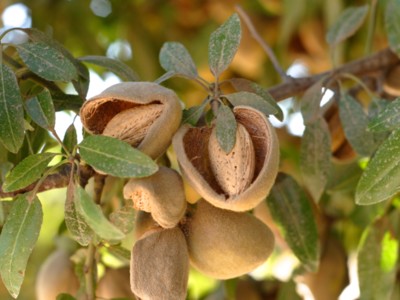 Buyers of Almonds Are Asking More Questions About Farm Practices