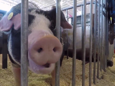 COVID-19 Cancels World Pork Expo