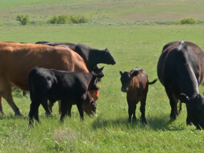 NCBA Sends Letter To Ag Secretary Sonny Perdue Urging Against CFAP Payment Limitations On Cattle Producers