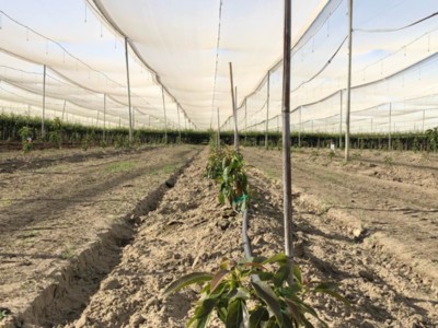 Growing Avocados in the Central Valley?