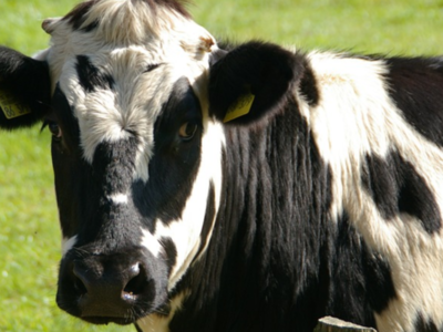 Dairy Farmers Ready For Market Changes
