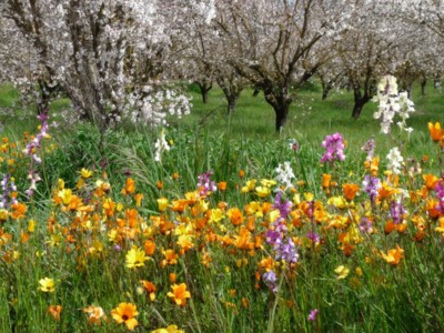 The Almond Board Launches B + scholarship to Promote Bee Friendly Farming