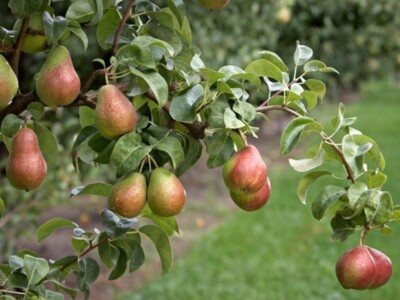 Pandemic Replacement Parts and Pear Estimates for WA and OR