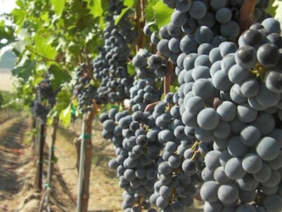 Wine Grapes COVID-19 Relief Pt 3