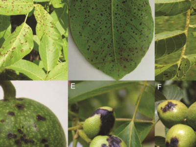 Walnut Blight Is Still a Problem for Growers