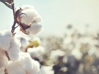 U.S. Cotton Trust Protocol Deadline Extended