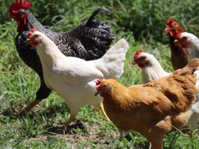 Bolster Biosecurity as Bird Flu Migrates West