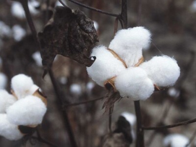 U.S. Cotton Trust Protocol Doubles Participation