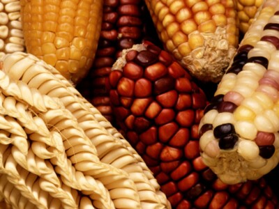 Mexico Corn & Alabama Farmers