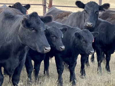 mRNA Vaccines in Beef Cattle?