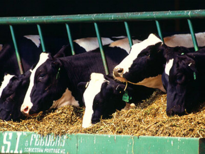 Dairy-Beef Cattle Numbers on the Rise