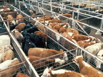 Market Volatility in the Cattle Market Insights