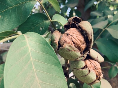 The Need for Consumers to Buy Walnuts More Often