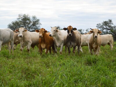 Paraguay Beef Imports Could Jeopardize Food Safety