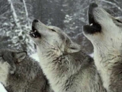 Wolf Delist Vote
