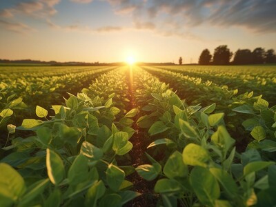 Soybeans in Ag and Consumer Goods