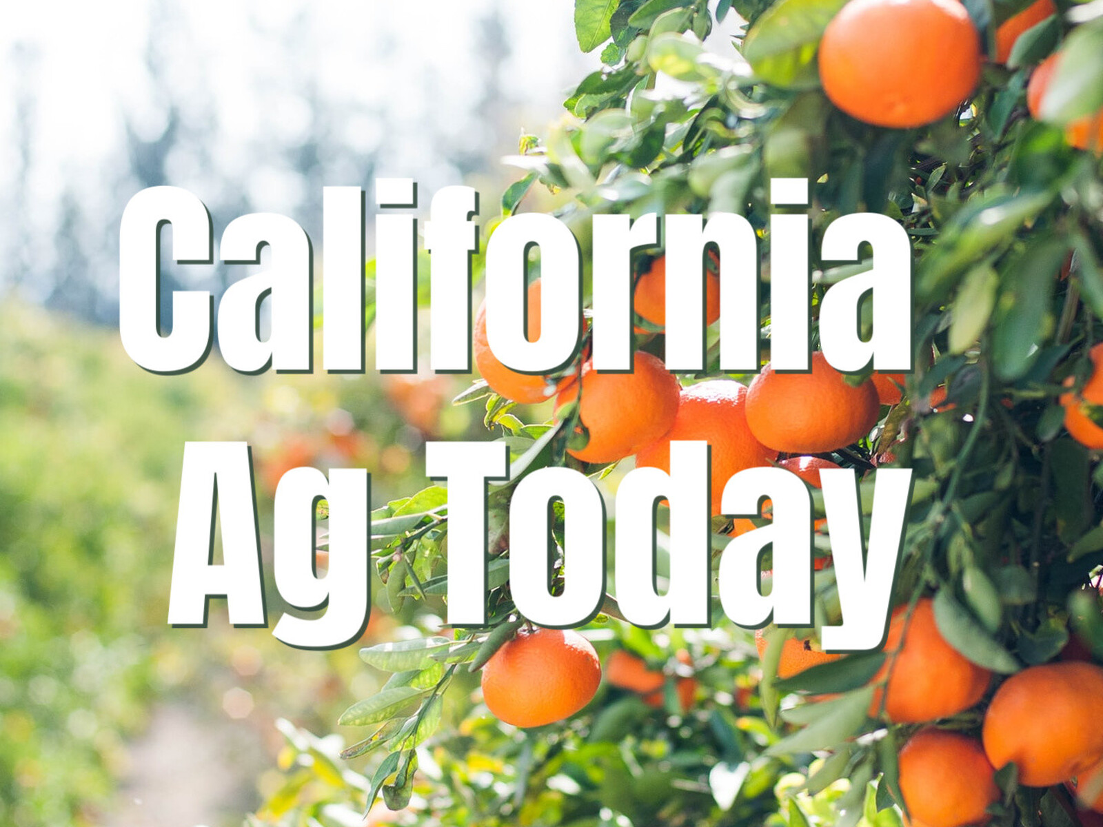 A Banner California Almond Production Forecast