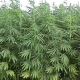 Worldwide Hemp Market