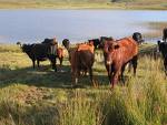 Keeping Cattle Out Of The Water